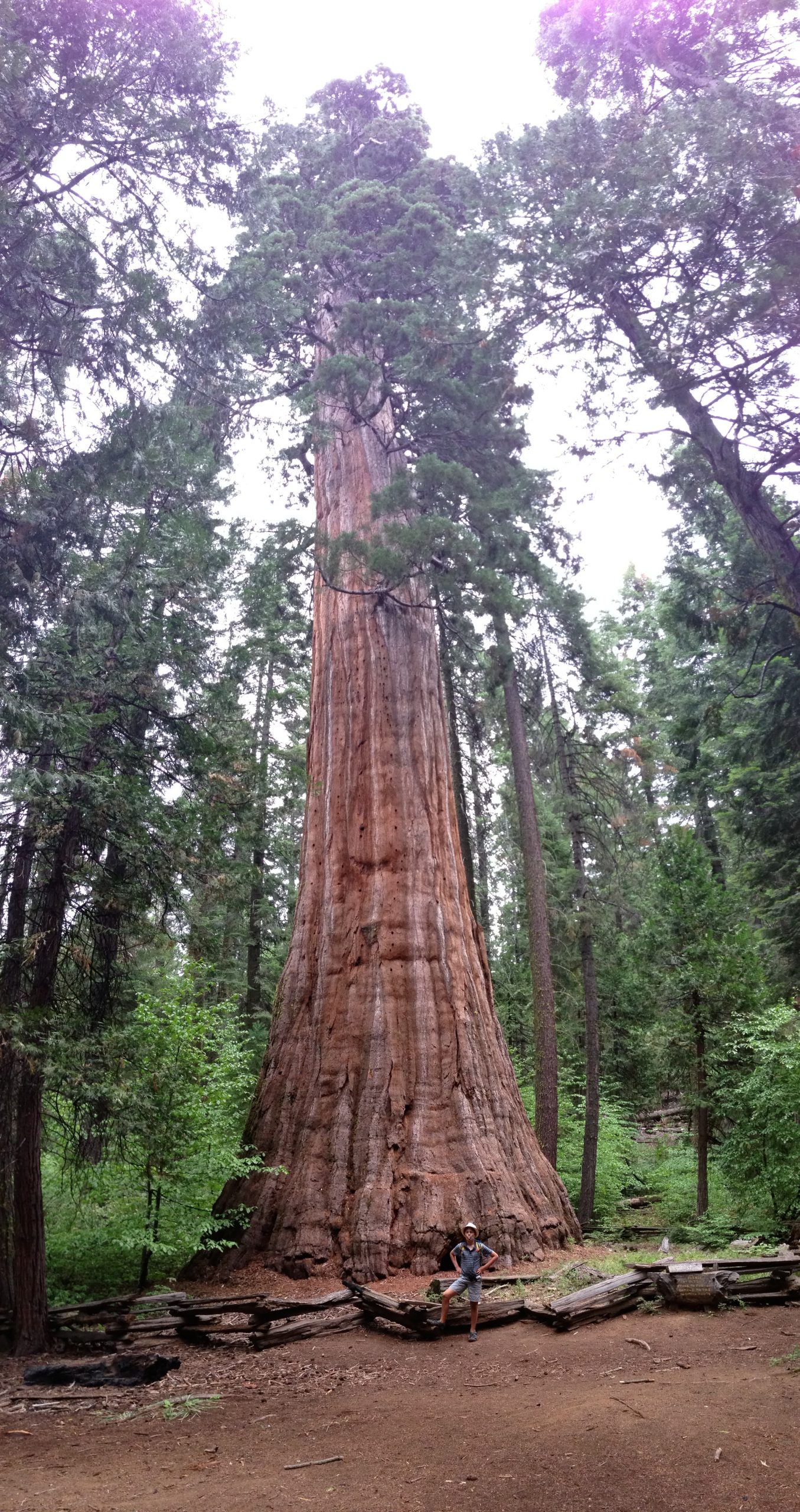 Bull Buck Giant Sequoia - Nelder Grove